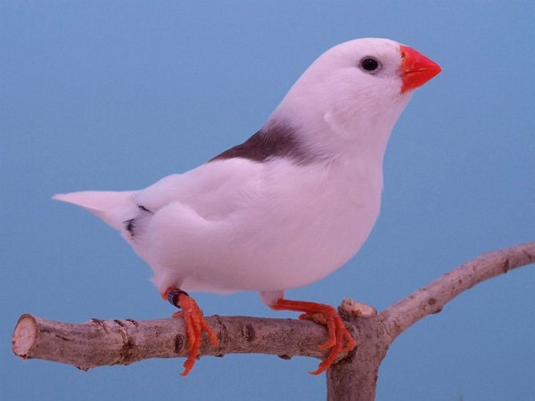 Getekende witkop grijs P1306369